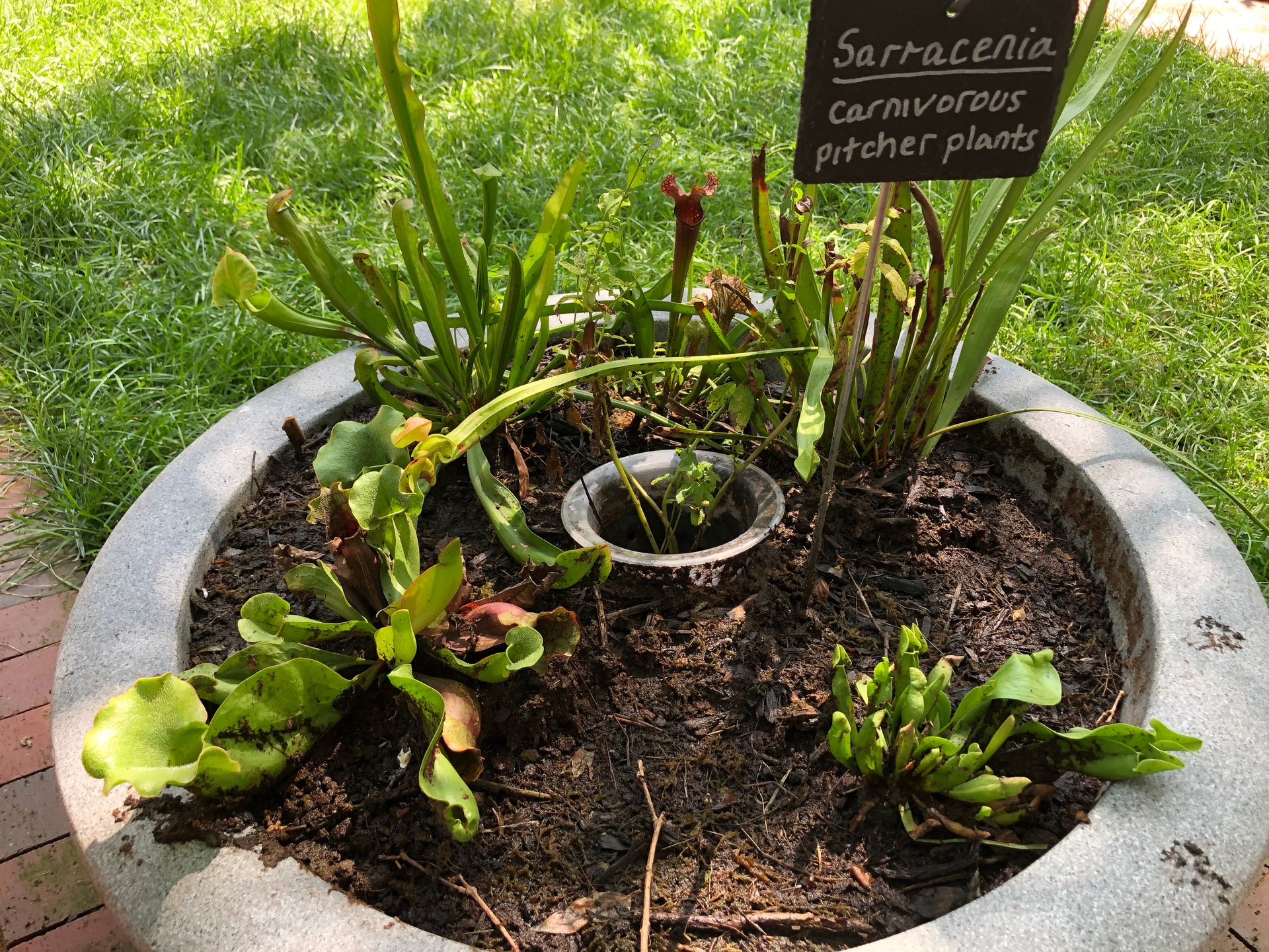Photo of a Saarracenia plant with a label that reads "Sarracenia Carnivorous Pitcher Plant"