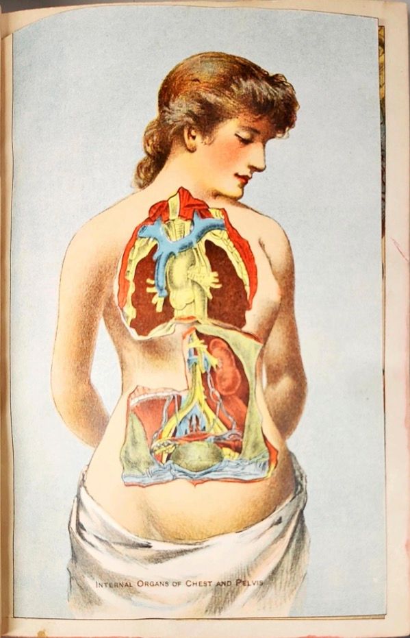 Book plate showing a woman with a cross-section revealing her internal organs